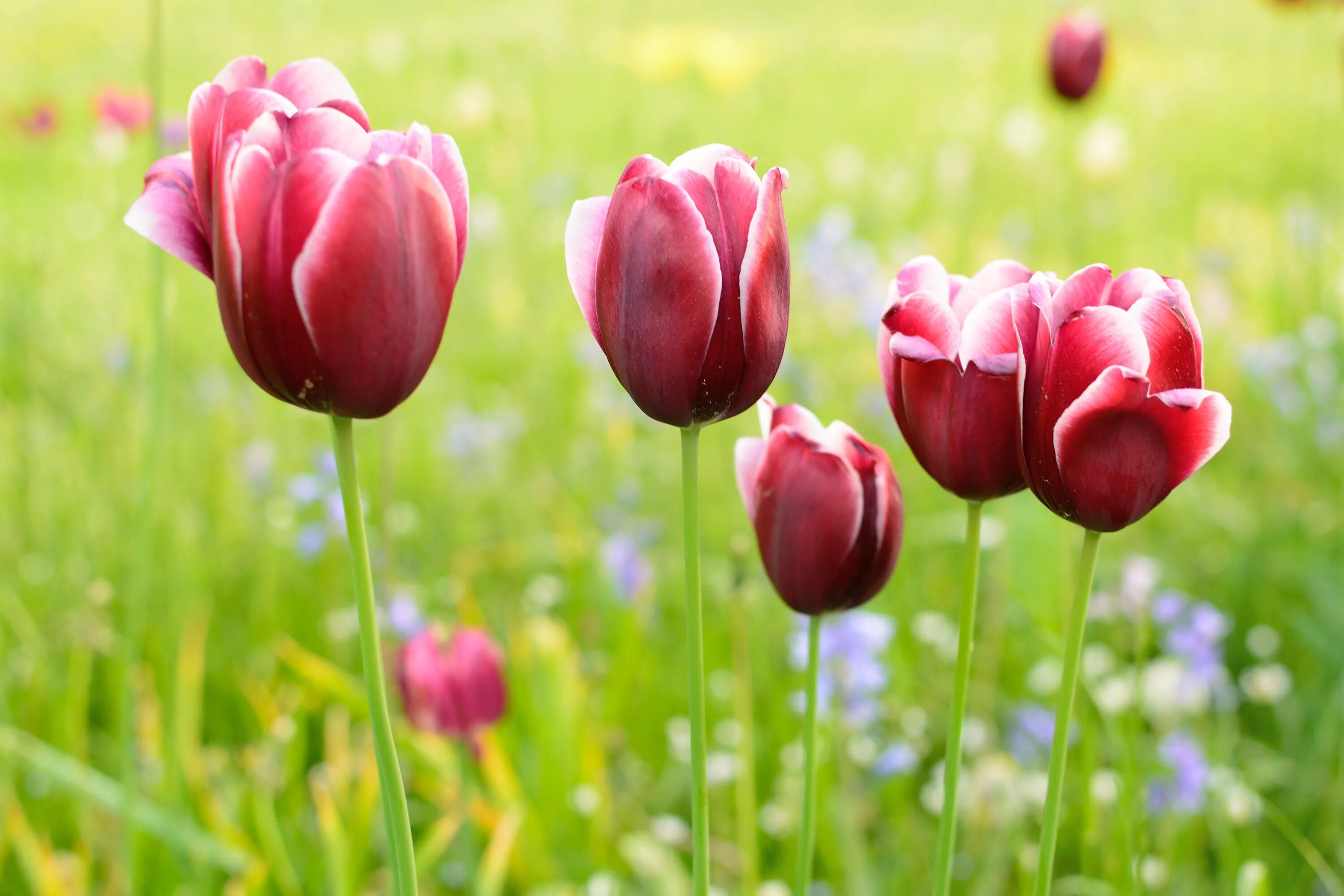 Будут ли цвести тюльпаны весной. Тюльпан Пинк Ардор. Тюльпан войсмейл. Тюльпан Литовен. Тюльпан Раноми.