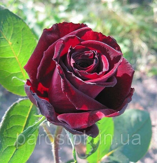 Баркароль черная роза. Баркароль что это. Роза чайно-гибридная гранд шато. Баркароль что это. Роза гранд шато энциклопедия роз.