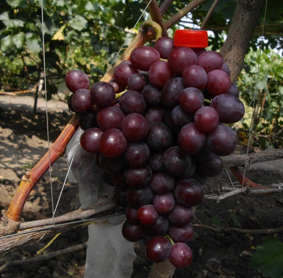 виноград гибрид альфа. виноград кишмиш красный. виноград калугина 2019. виноград кишмиш лоза. менсия сорт винограда.