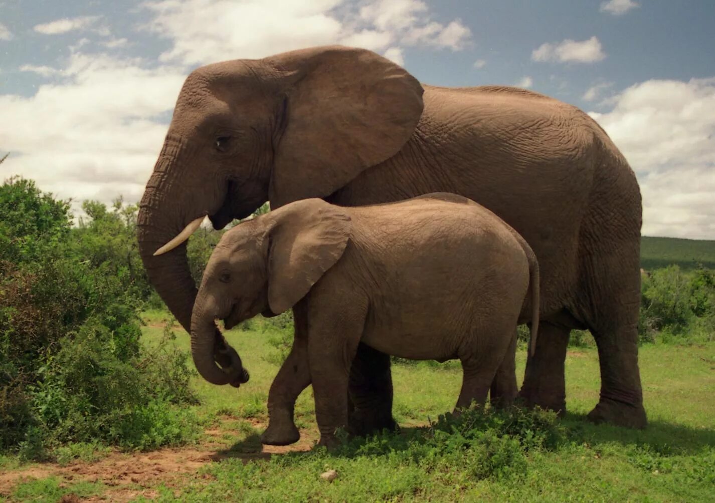 Национальный парк Эддо-Элефант. Африканский саванный слон. Национальный парк Эддо ЮАР. Слон и Слоненок.
