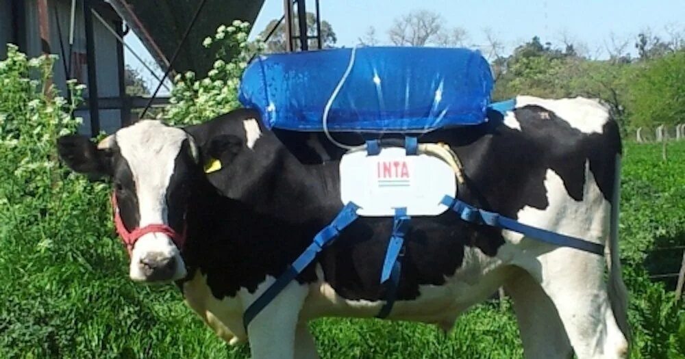 Корова в машине. Молочная корова с дыркой. Отверстия в корове