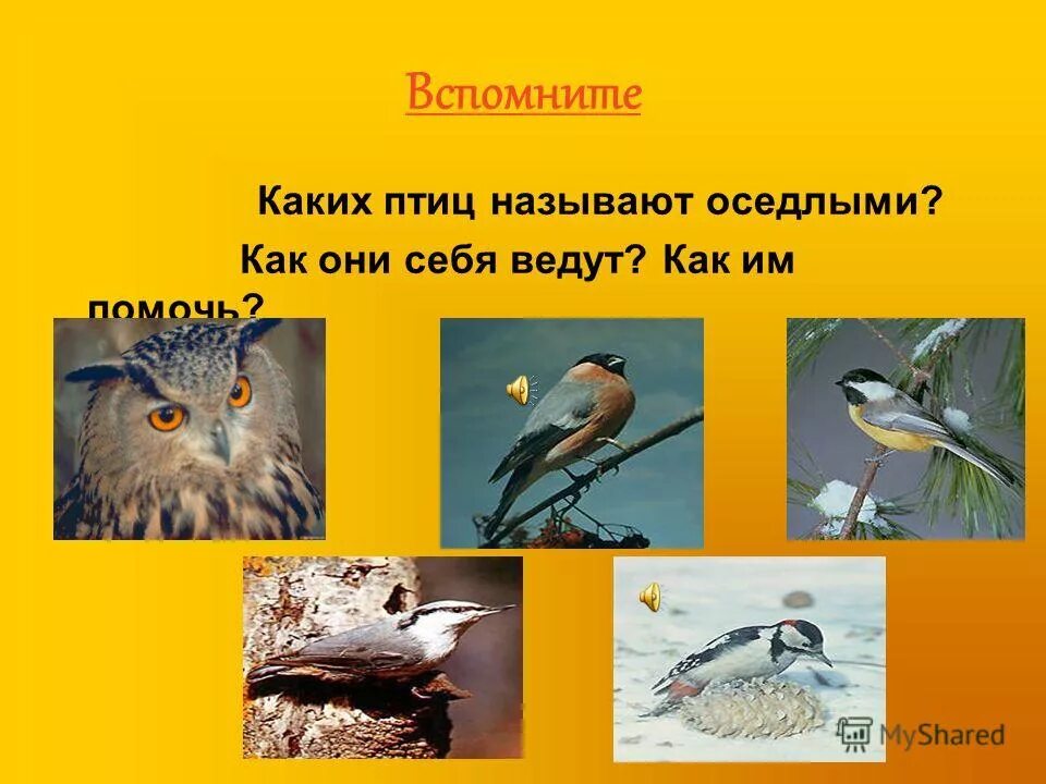 Пернатые почему птиц так зовут. Места обитания птиц. Почему птиц называют пернатыми. Голубь мира рассказ. Синичка почему так называется.