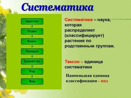 Систематическая группа тюльпана