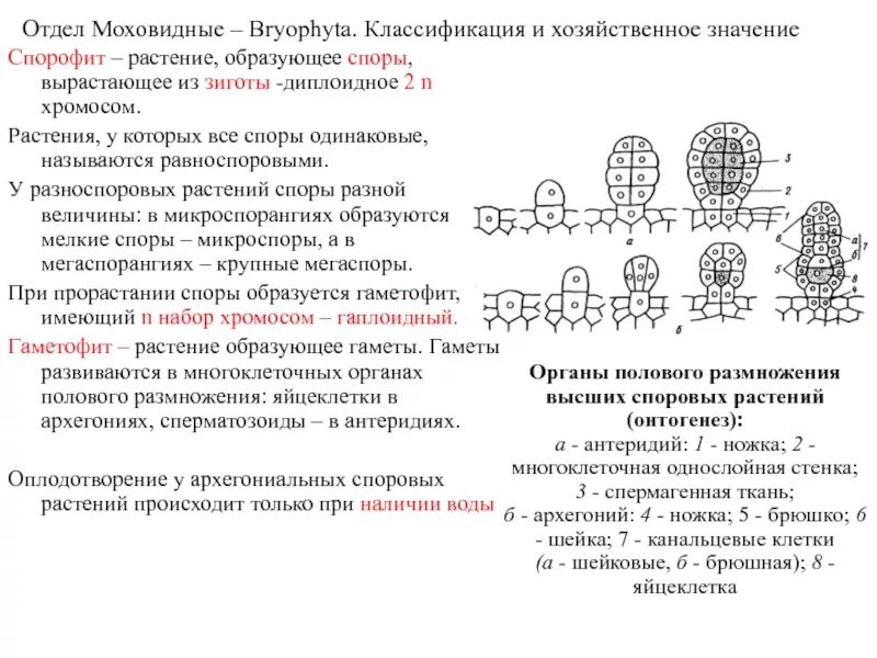 Споры высших растений имеют набор хромосом. Микроспорангий набор хромосом. Разноспоровые из чего образуются споры. В микроспорангиях образуются микроспоры.