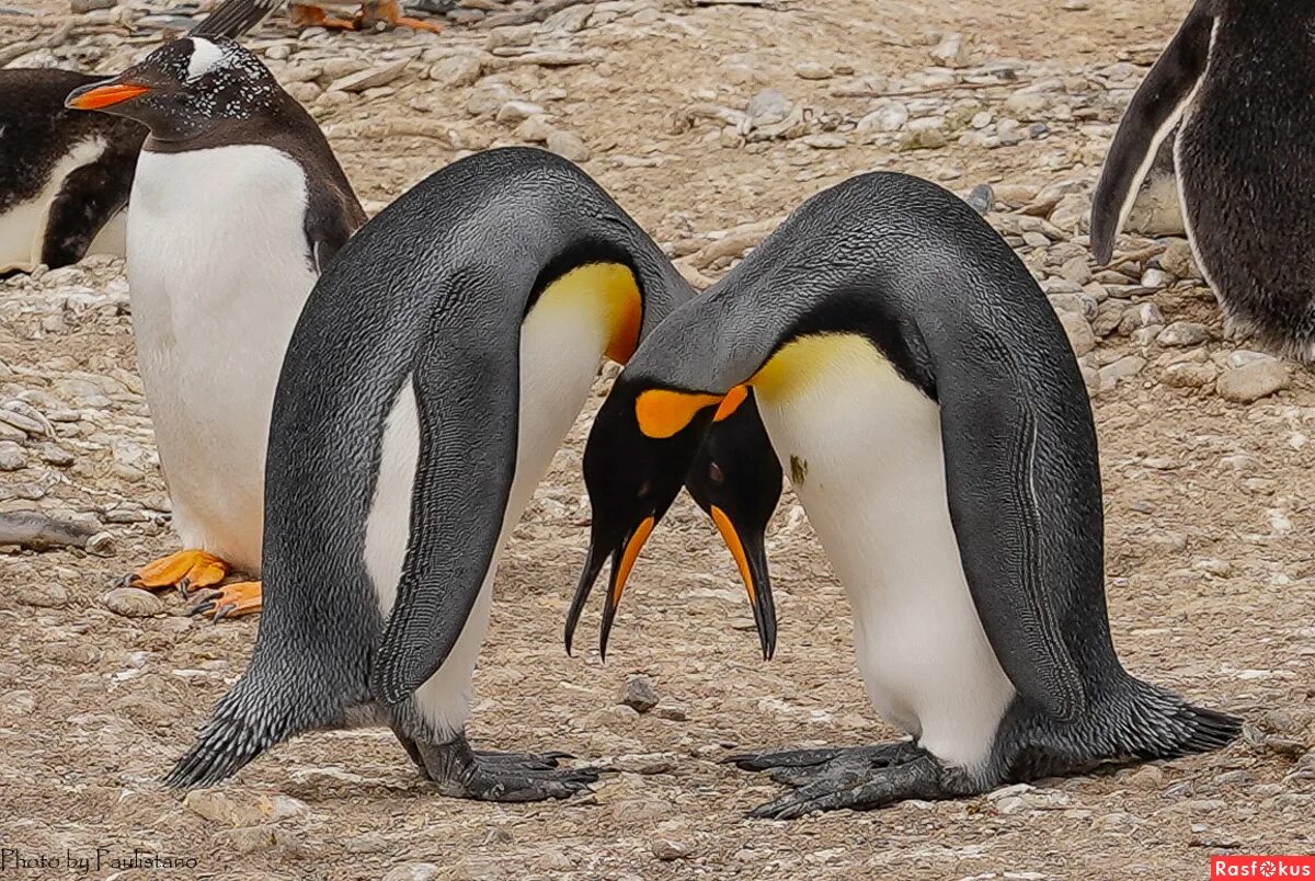 Королевский Пингвин. Брачный танец пингвинов. Брачный танец животные.
