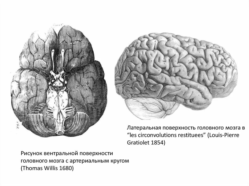 Складчатая поверхность головного мозга. Межполушарная поверхность головного мозга. Внешнее строение полушарий большого мозга. Большой мозг. Мозг человека анатомия полушария.