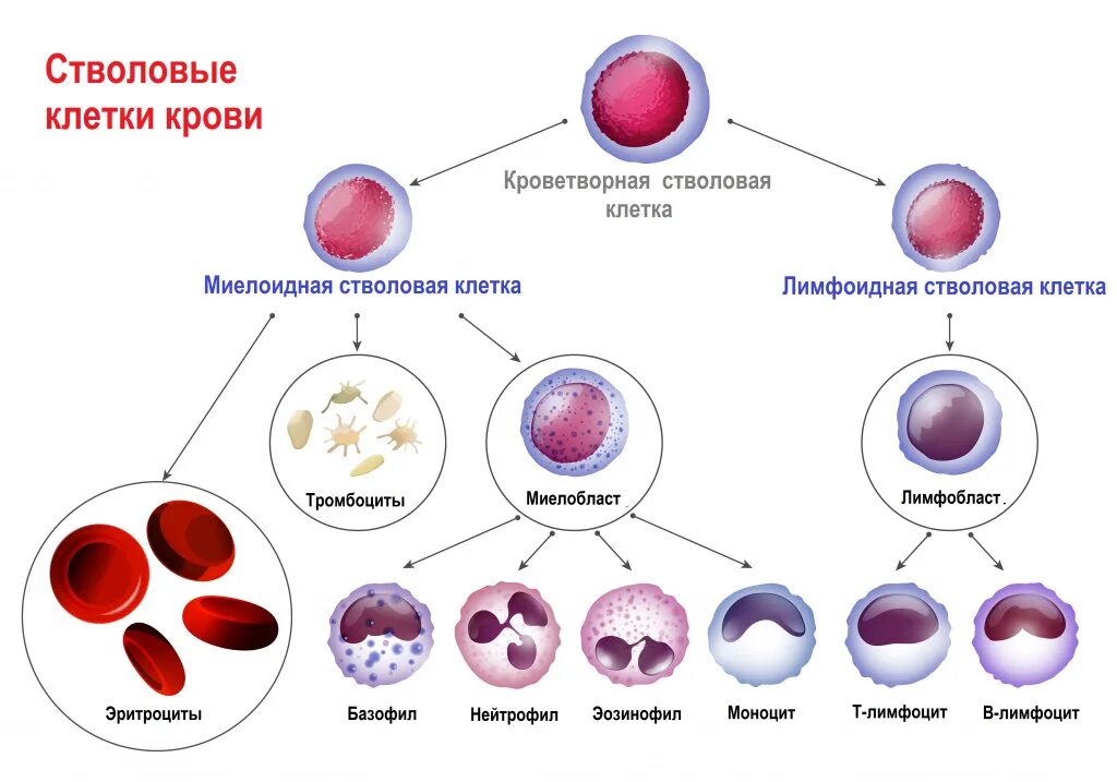 Стадии развития крови. Полипотентная стволовая кроветворная клетка. Схема кроветворения острые лейкозы. Полипотентные стволовые кроветворные клетки это. Гемопоэтическая стволовая клетка схема.