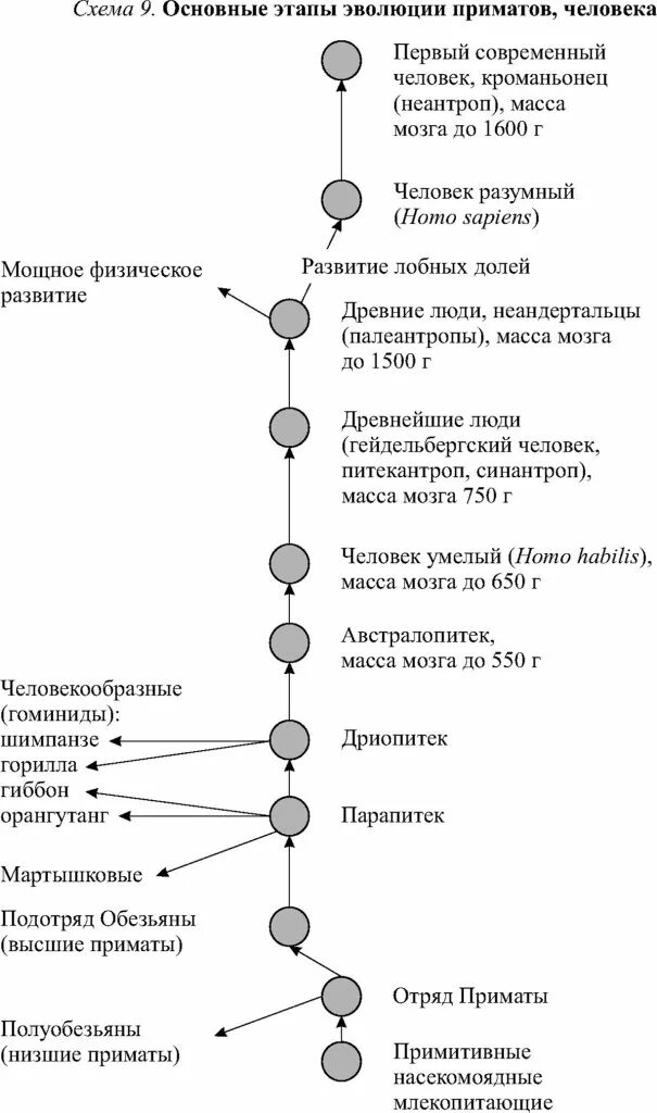 Основные этапы эволюции приматов. Этапы эволюции приматов таблица. эволюция приматов схема. основные этапы эволюции приматов таблица.
