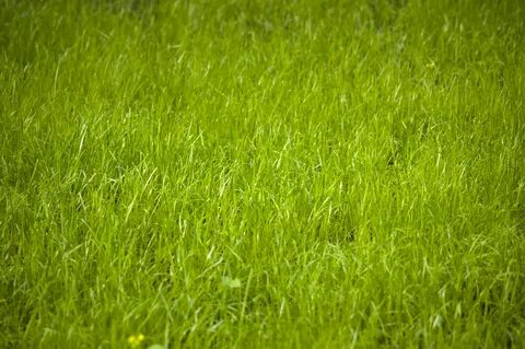 T grass