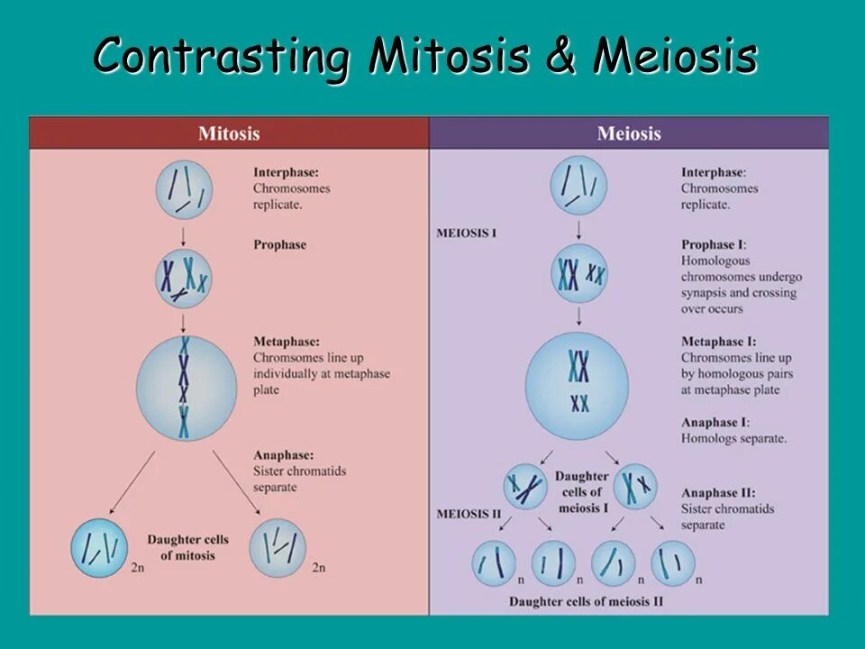 Митоз мейоз схема таблица. Схема митоза и мейоза. Митоз и мейоз. Митоз редукционное деление.