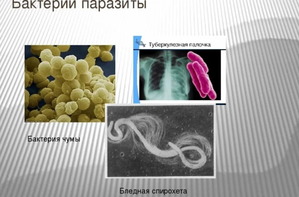 Бактерии являются паразитами животных