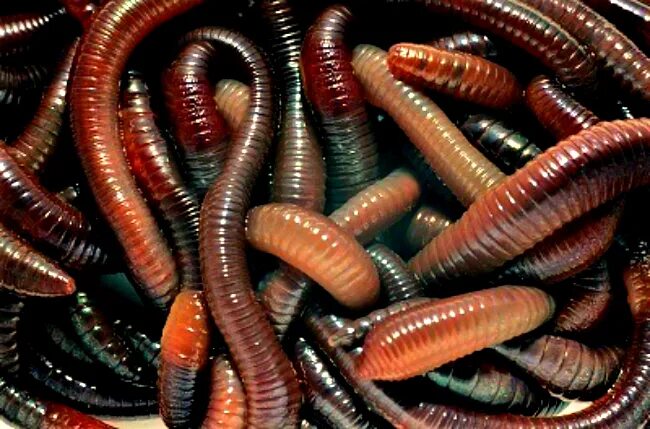 Красный калифорнийский червь. Калифорнийские дождевые черви. Калифорнийский Земляной червь.
