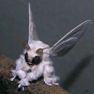Мотылек хорошее качество