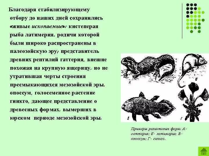 Латимерия форма естественного отбора. Стабилизирующий отбор рыбы. Латимерия стабилизирующий отбор. Гаттерия стабилизирующий отбор. Тест по биологии естественный отбор 9 класс