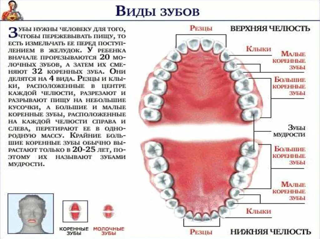 Зубы человека. Сколько зубов у челвоек. Название человеческих зубов. Глазной зуб.