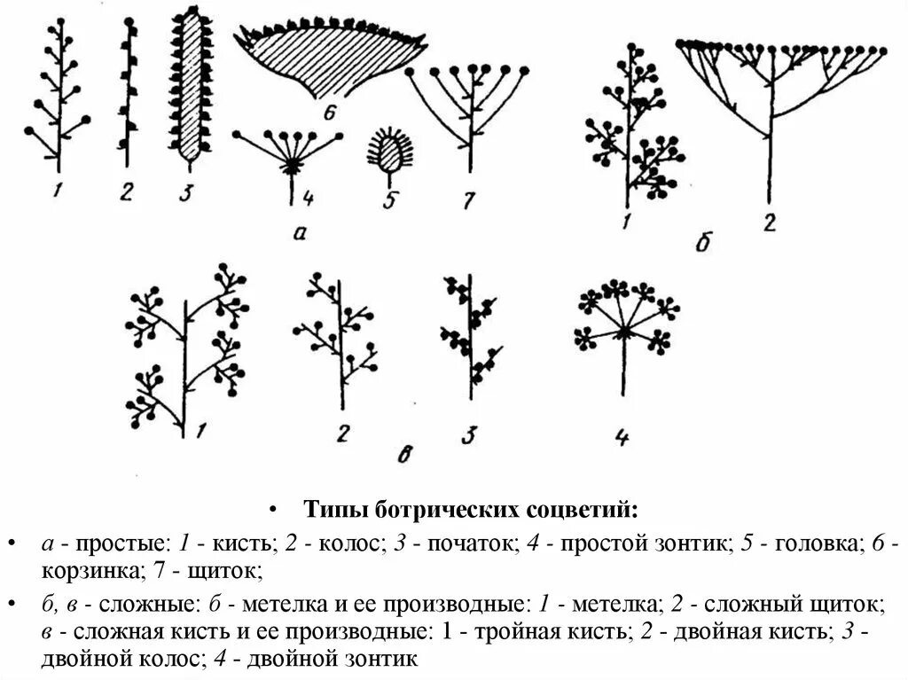 Соцветие сложный початок. Схема соцветий кисть , Колос,початок. Ботрических соцветий.. Сложные ботриоидные соцветия. Типы простых ботрических соцветий.