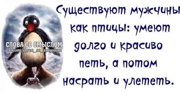 Птицы не умеют петь. Статусы про балаболов. Статусы про балаболов мужчин. Мужчина балабол цитаты. Мужчины как птицы умеют долго.