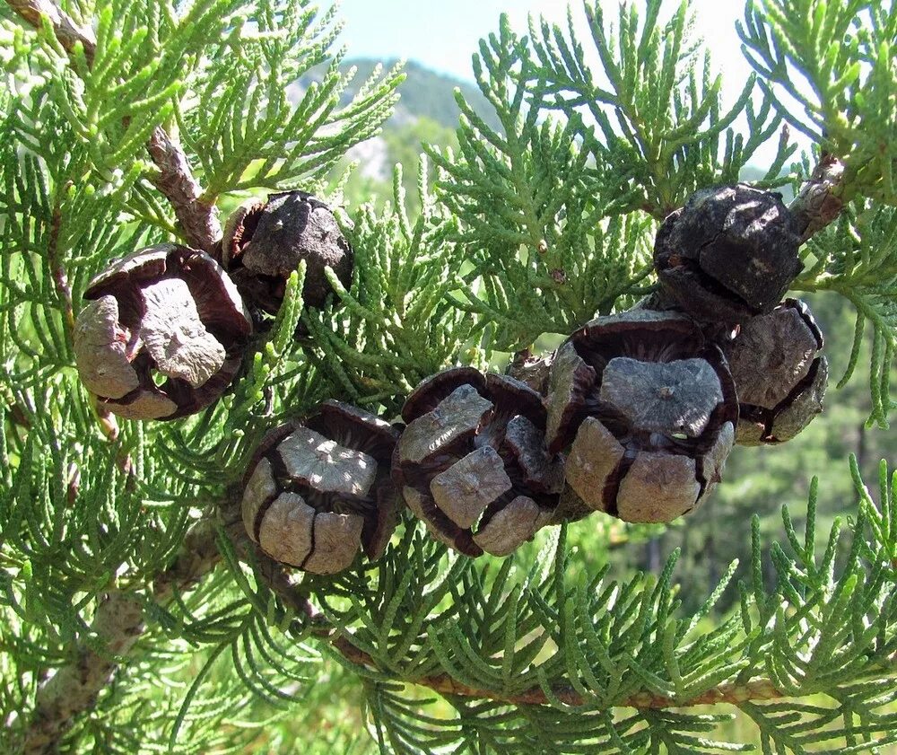 Плод хвойного. Кипарис вечнозеленый (Cupressus sempervirens). Семейство Кипарисовые (Cupressaceae). Шишки кипариса Лавсона. Кипарис вечнозеленый шишки.