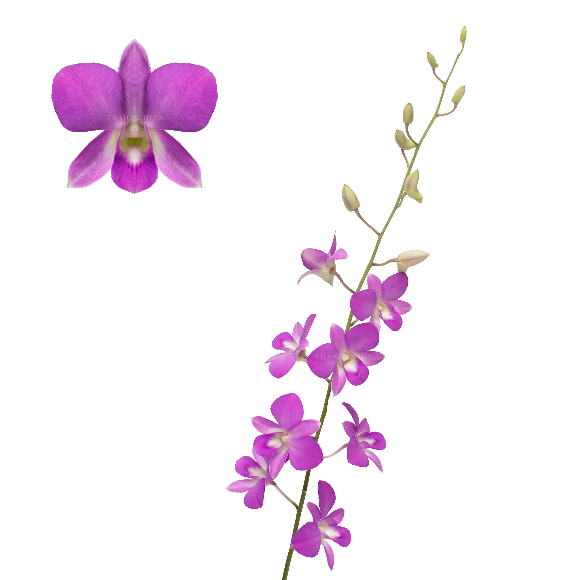 Орхидея Дендробиум срезка. Орхидея Дендробиум фаленопсис. Дендробиум ветка. Дендробиум розовый срезка.