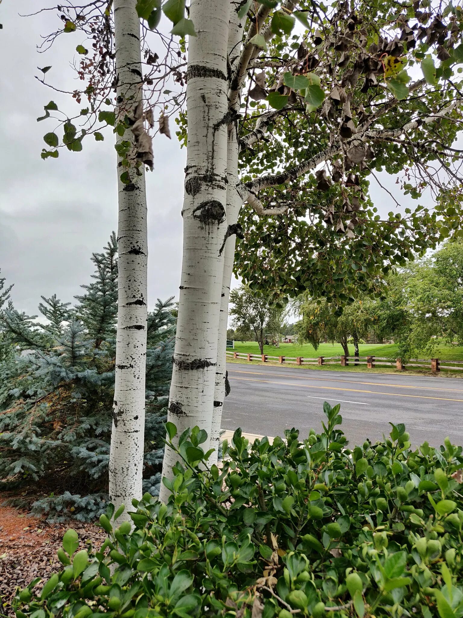 Растут ли березы в америке. Береза бумажная betula papyrifera. береза жакмана. береза полезная жакмана. березы в абхазии.