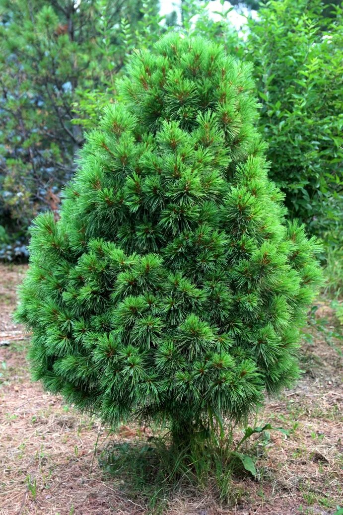 Сосна́ сиби́рская кедро́вая (pínus sibírica). Поставь кедр. Поставь кедр. Печенье шишки новогодние. Кедр атласский в крыму.