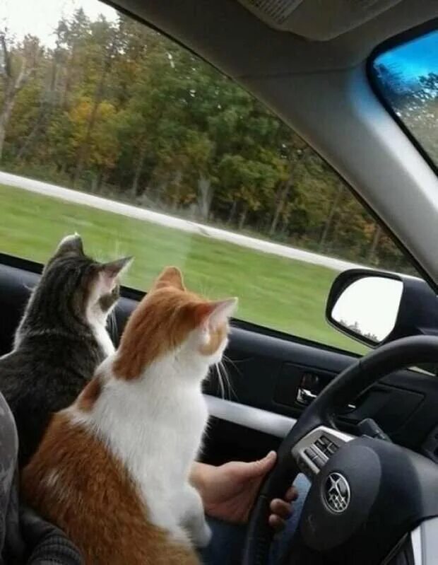 Коты ездят. Кот в машине. Котик едет на машине. Кошка за рулем. Машина кошечка.