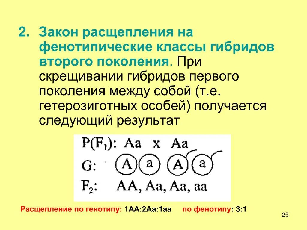 Расщепление 2 1 по фенотипу скрещивании. Закон расщепления. Расщепление по генотипу 1 2 1. Закон расщепления гибридов второго поколения.