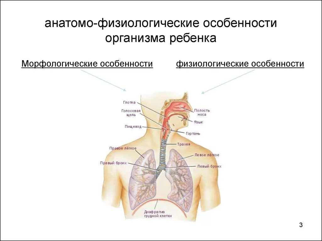 Анатомо-физиологические особенности органов дыхательной системы. Афо системы дыхания у детей. Анатомо - физиологическая характеристика системы органов дыхания.. Афо дыхательной системы новорожденного.