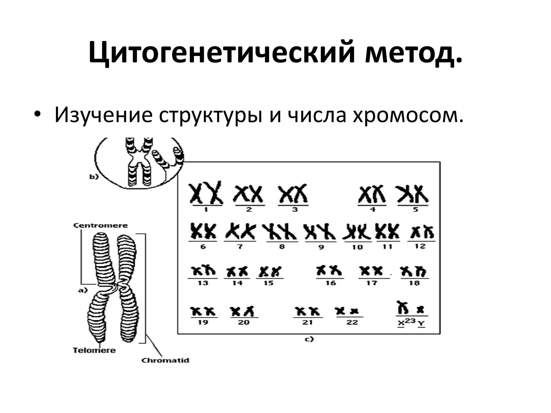 Вишня число хромосом