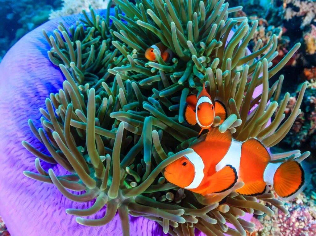 Коралловый риф рыба клоун. Рыба клоун самка. Рыба клоун самец и самка. Рыба клоунанемоне. Рыба клоун и анемон