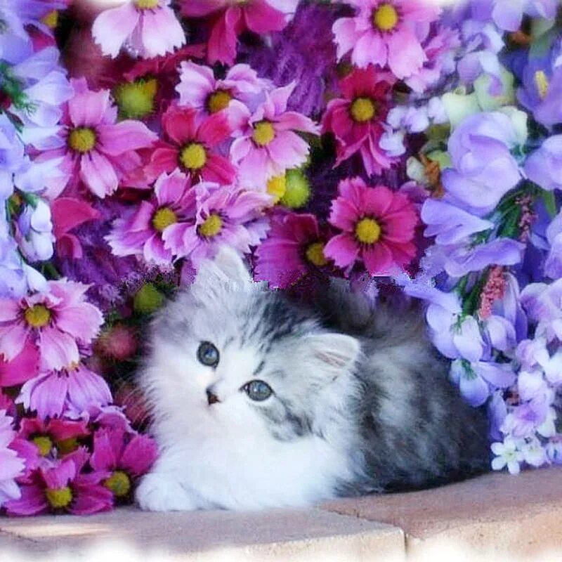 красивые кошки. котёнок белый с голубыми глазами в цветах. самые красивые кошки. самый милый цвет. нежные котята.