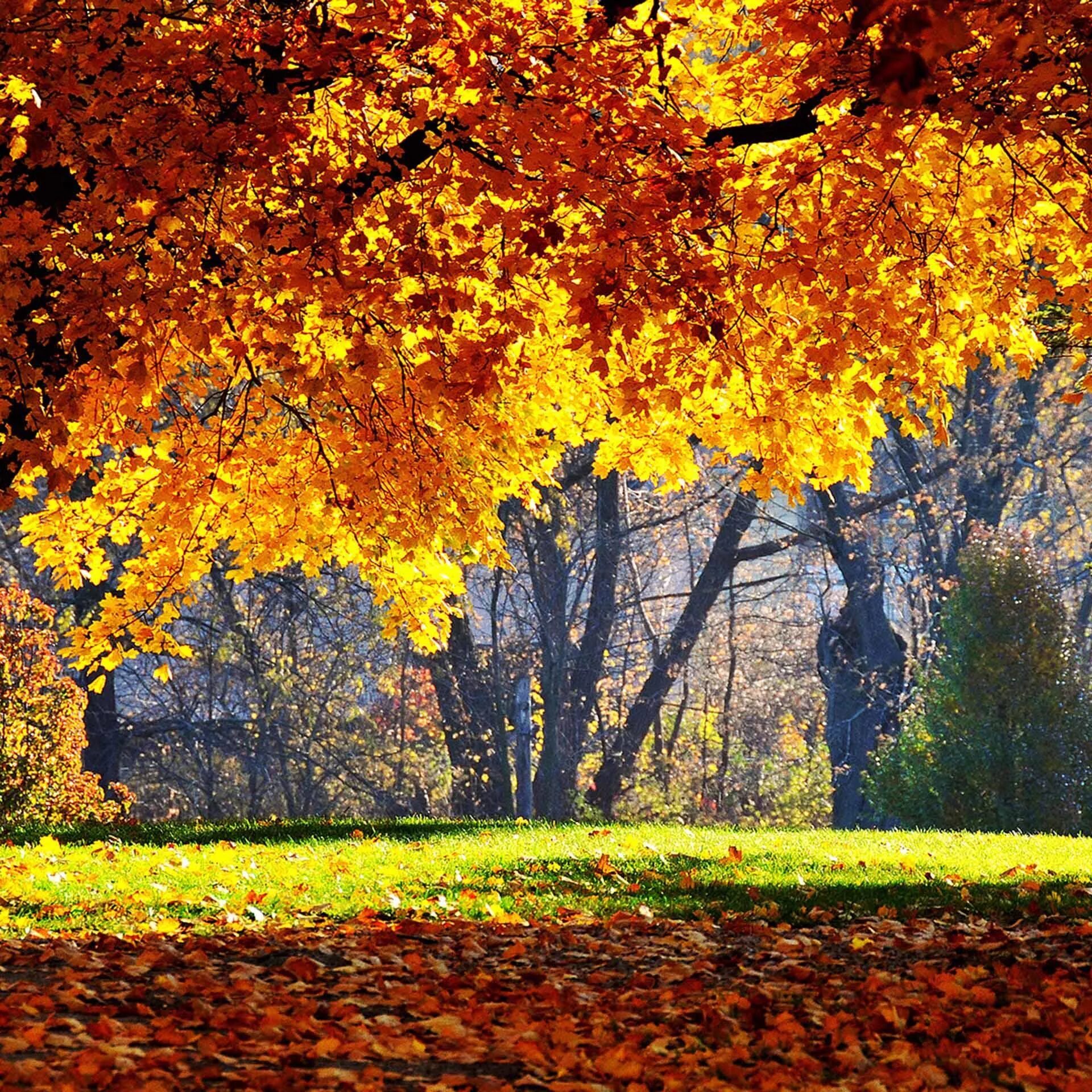 Autumn live. Autumn live