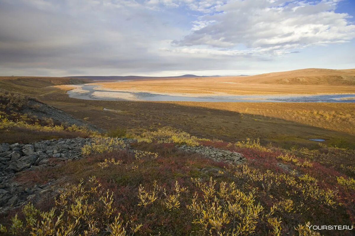 Тундра полуостров ямал. Большеземельская тундра. Большеземельная тундра. Ненецкий заповедник малоземельская тундра. Баренцево море архангельск.