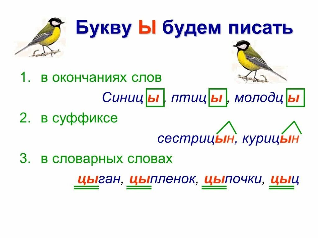 Окончание слова птицы. Птицы почему ы. Птицы на конце ы или и. Правописание слова птицы. Правописание слова синичка.