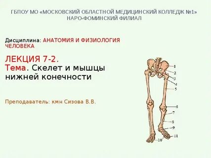 Развитие верхней и нижней конечности