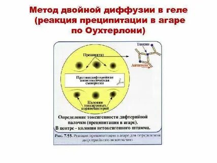 Определение токсигенности дифтерии