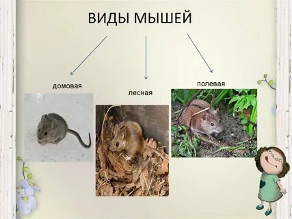 Правила мышей