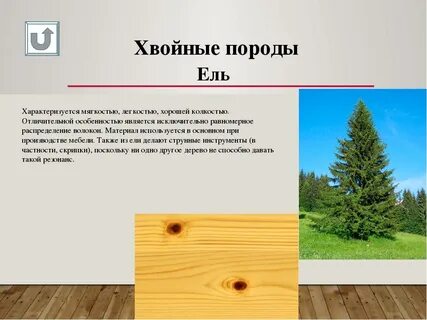 Основные породы хвойных лесов