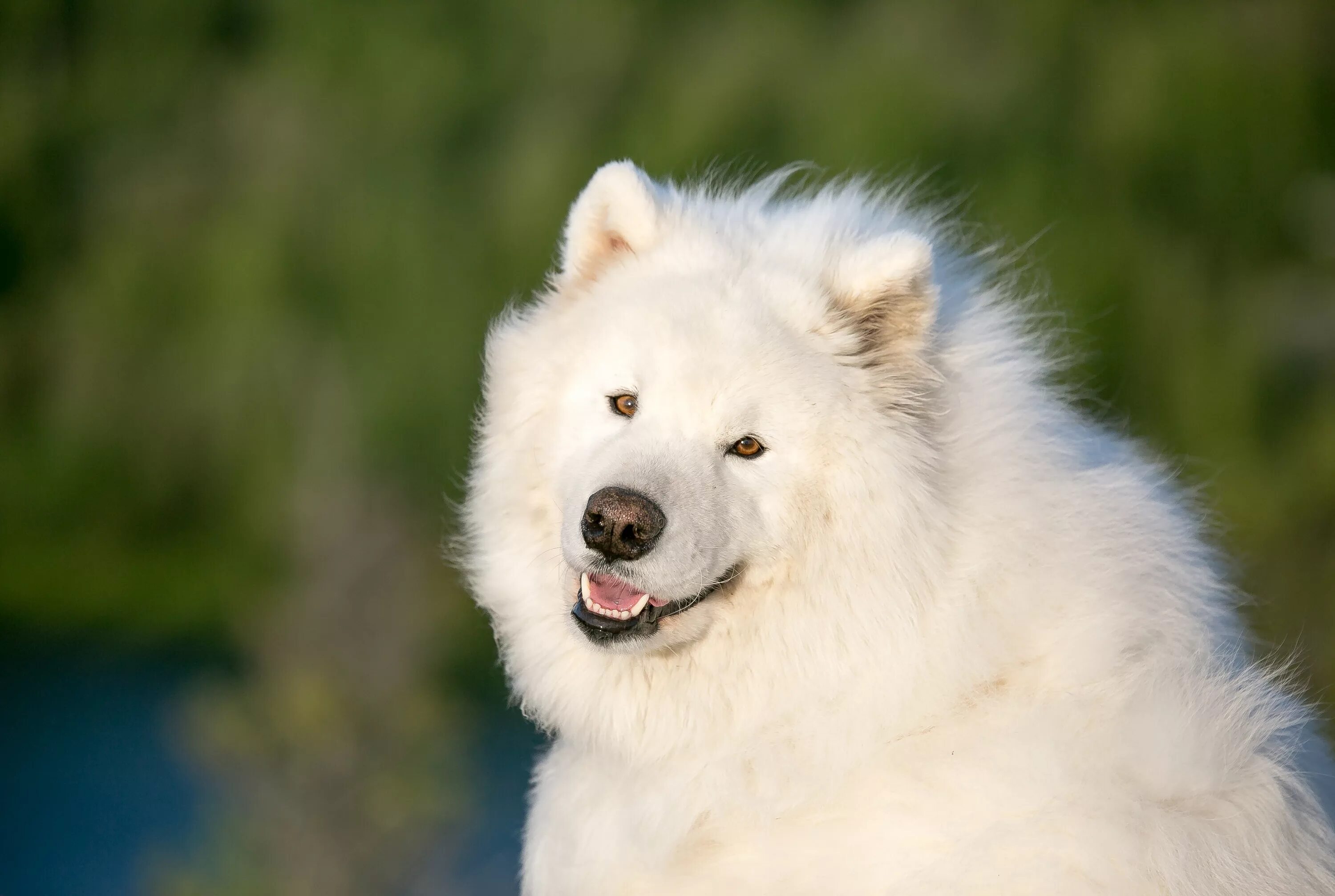Большая белая собака. Самоедская лайка белая. Белая лайка самоед. Аляскинский самоед. Самоедская лайка черная.