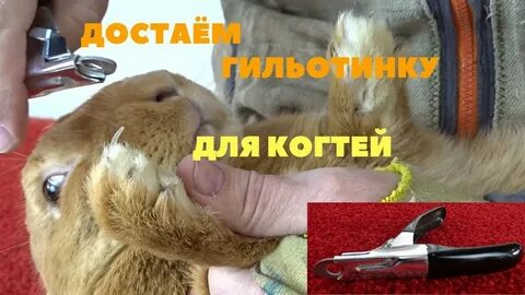 Как подстригать когти кролику декоративному