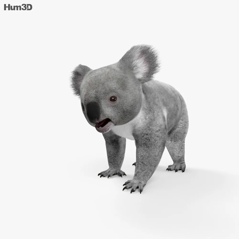 Сделай коалу. Коала 3д. Коала 3d модель. Коала 3д принтер. Dumb Koala 3d.