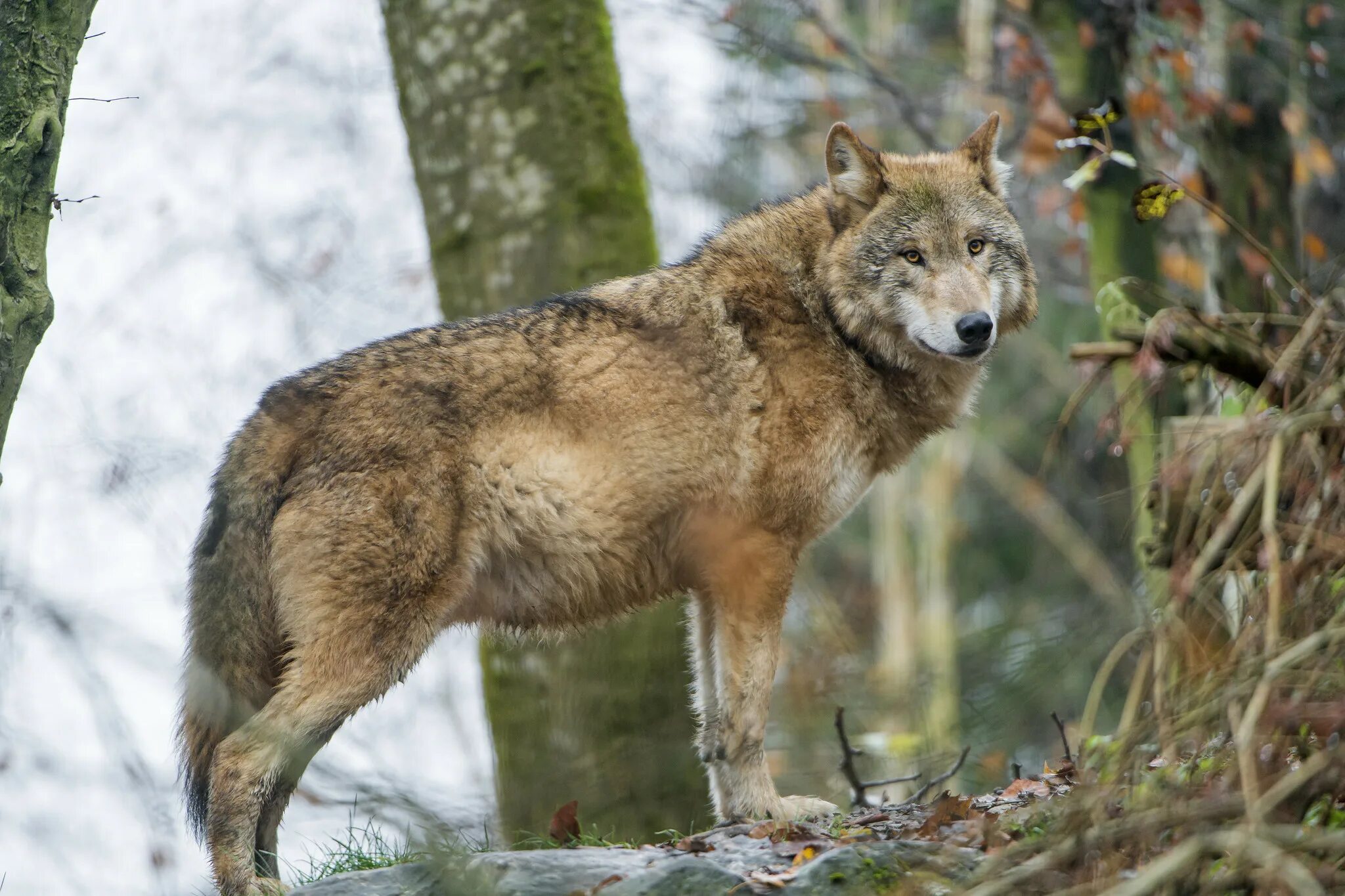 Макензийский Равнинный волк. Волк canis Lupus. Кавказский заповедник волк. Среднерусский волк. Средние хищные животные