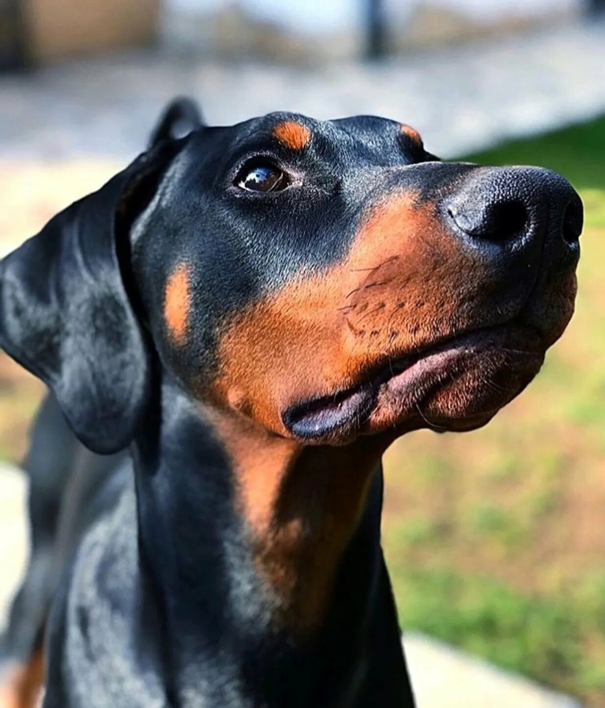 Купированная собака. Доберман не купироваррый. Собака доберман некупированный. Доберман с некупированными хвостом. Купированная собака.