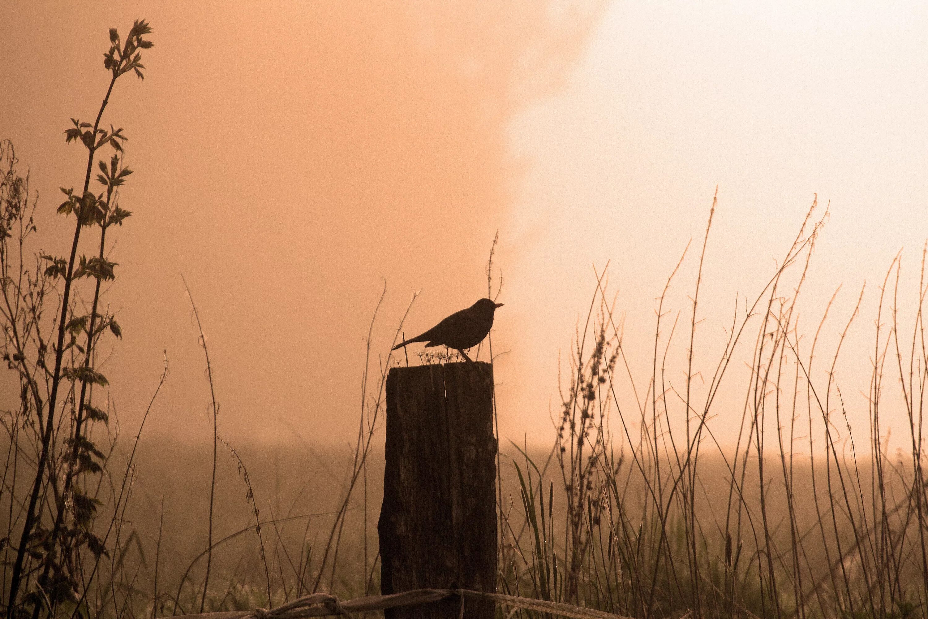 Птицы на рассвете. Птицы в тумане. Птицы на Восходе солнца. Птицы на закате.