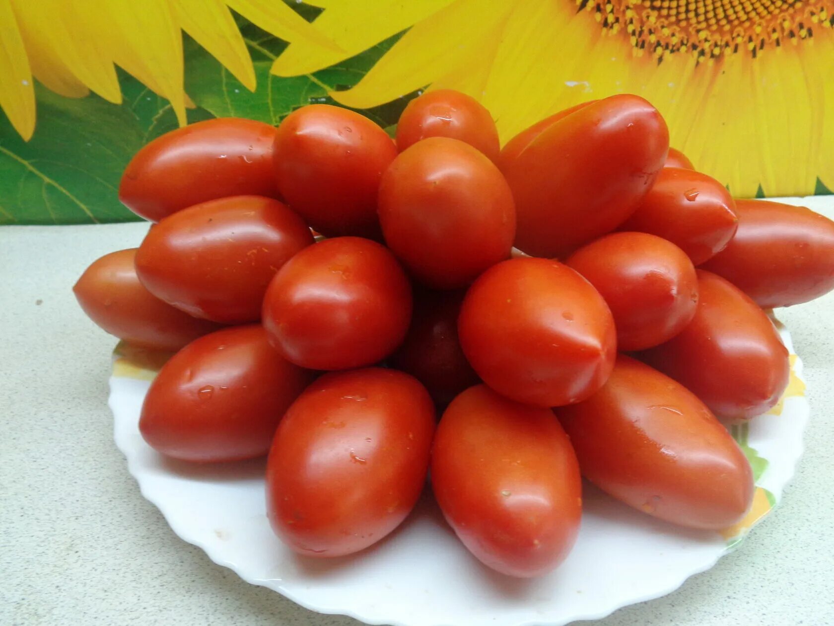 Семена томат челнок. Томат челнок. Томат челнок ультраранний. Сорт помидор челночок. Сорт помидор челнок.