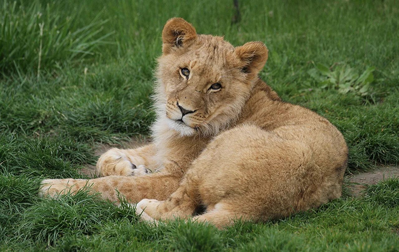 Лев фото. Лев 001. Лев. Гирский лес львы. Катангский лев.