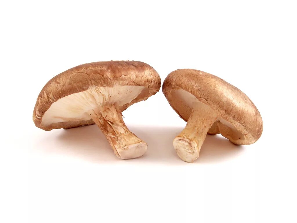 Шиитаки польза. Шиитаке Shiitake (Lentinula edodes). Шиитаке съедобные грибы. Гриб шиитаке мальчишник. Экзотические грибы.