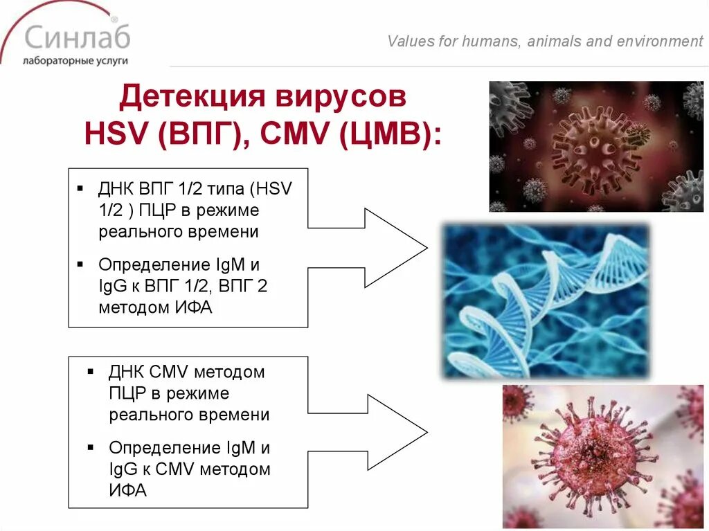 Herpes simplex 2 igg. Вирус простого герпеса ВПГ-2 возбудитель. Вирус простого герпеса 1 и 2 типа.