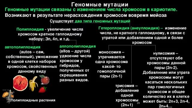 Презентация "Изменчивость. Виды изменчивости"