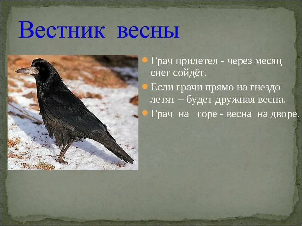 Когда прилетают грачи в москву. Грачи. Грачи вестники весны. Грачи весной.